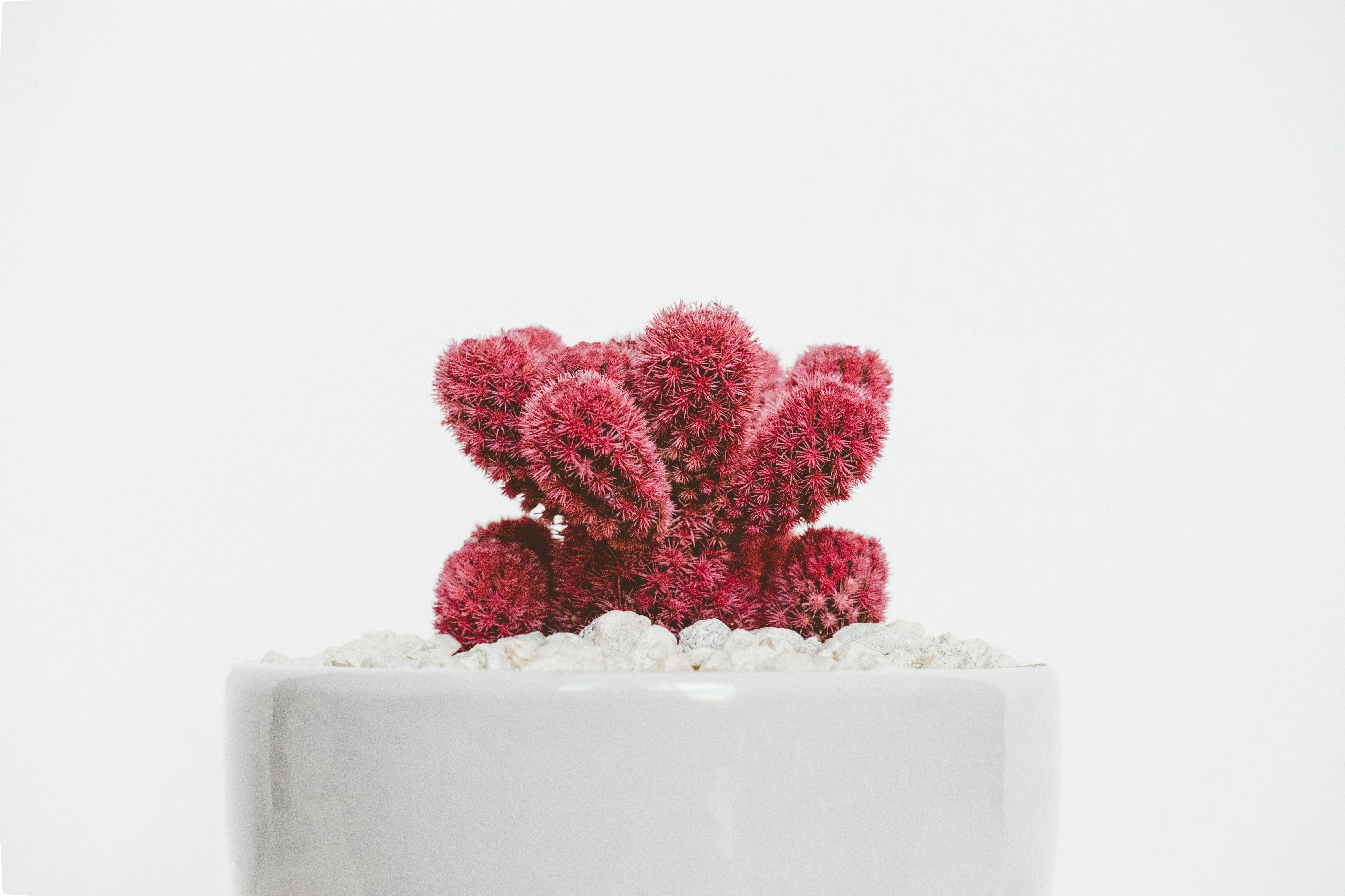 red mini cactus on pot